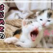 子猫のミルクはかわいくて当たり前 三毛猫 三姉妹 来ました!【保護猫生活1日目】