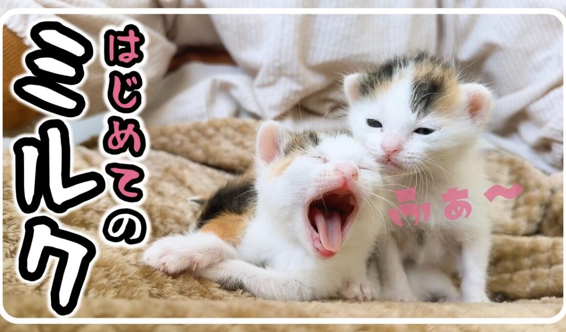 子猫のミルクはかわいくて当たり前 三毛猫 三姉妹 来ました!【保護猫生活1日目】