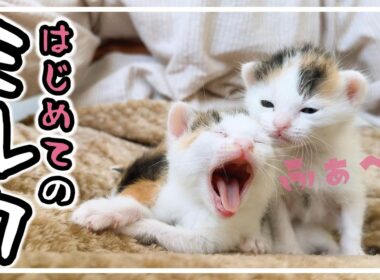 子猫のミルクはかわいくて当たり前 三毛猫 三姉妹 来ました!【保護猫生活1日目】
