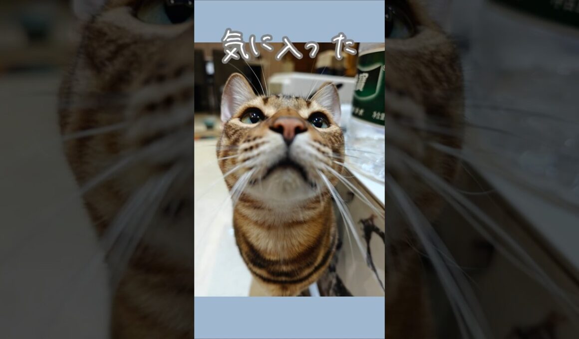 新しいの買ったらこうなる🐈｜トイガー&ラグドール　#トイガー #ラグドール #catshorts　#猫のいる暮らし #catfunny #大型猫