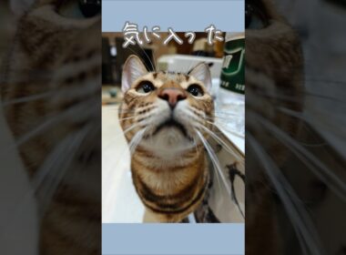 新しいの買ったらこうなる🐈｜トイガー&ラグドール　#トイガー #ラグドール #catshorts　#猫のいる暮らし #catfunny #大型猫