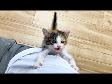 ずっと後を追いかけてくる子猫