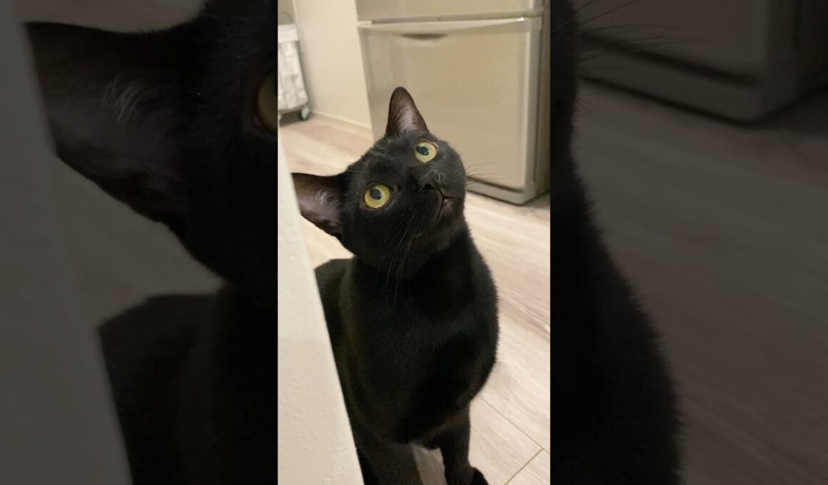 見上げる黒猫ボンベイ　#cat #ねこ #ねこのいる暮らし #ねこのいる生活 #ねこ動画 #猫 #猫好きさんと繋がりたい #かわいい #癒やし #おもちゃ