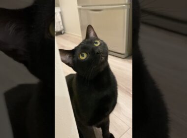 見上げる黒猫ボンベイ　#cat #ねこ #ねこのいる暮らし #ねこのいる生活 #ねこ動画 #猫 #猫好きさんと繋がりたい #かわいい #癒やし #おもちゃ