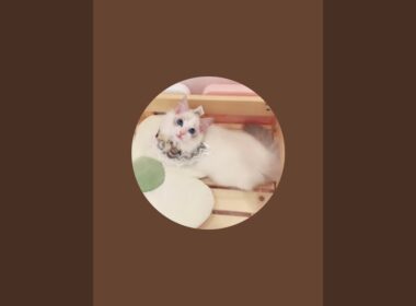 すいらぐチャンネル【〜姫ちゃんとラグドールちゃんの日常〜】 がライブ配信中！