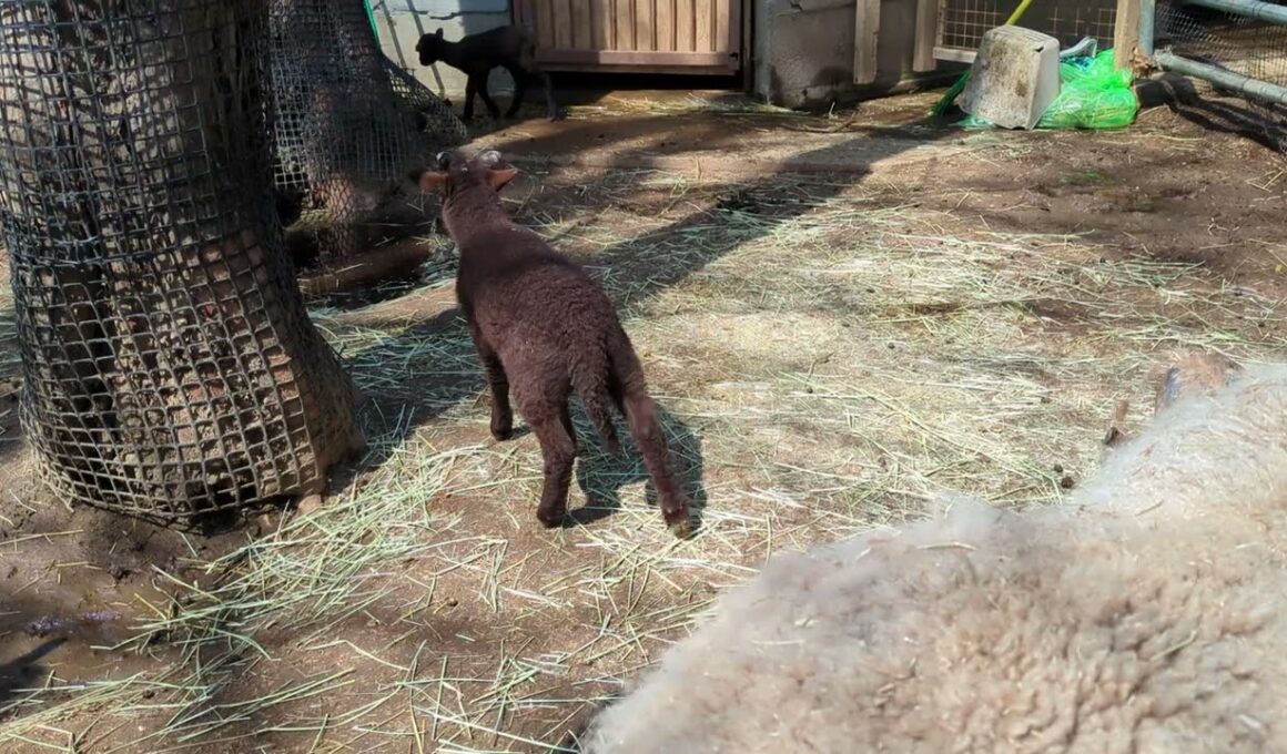 マンクスロフタンの赤ちゃん