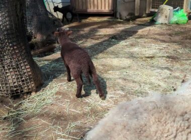 マンクスロフタンの赤ちゃん