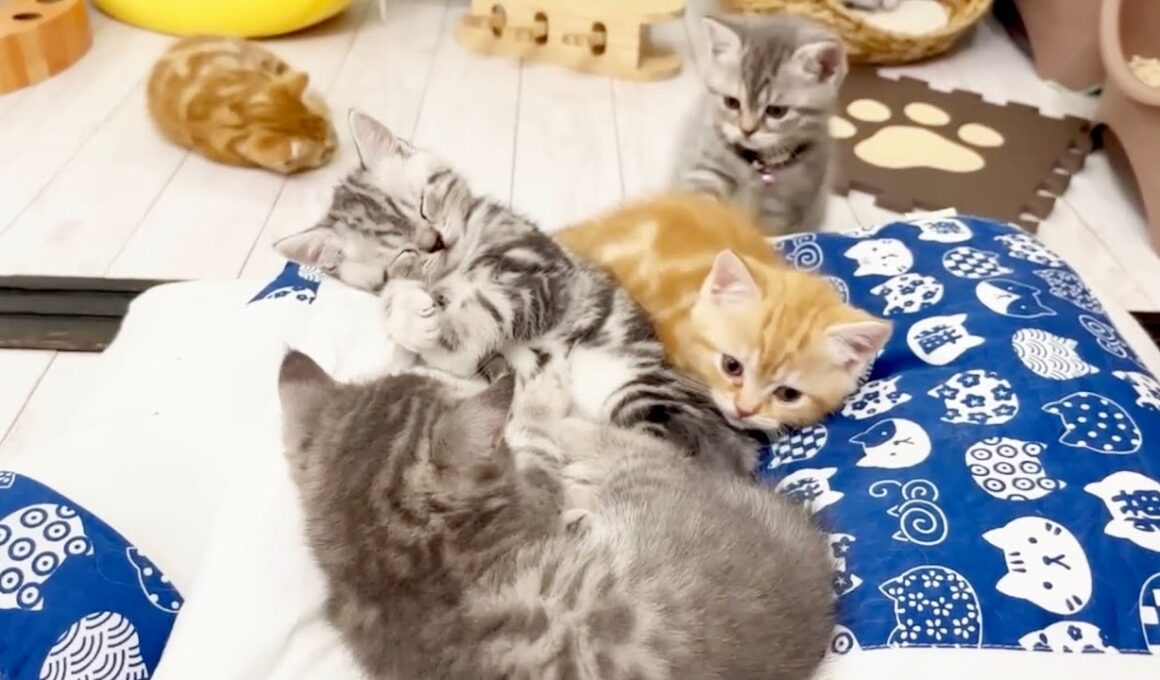 今日は子猫戦隊ゴレンニャーの誕生日です🎂