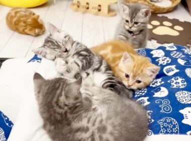 今日は子猫戦隊ゴレンニャーの誕生日です🎂