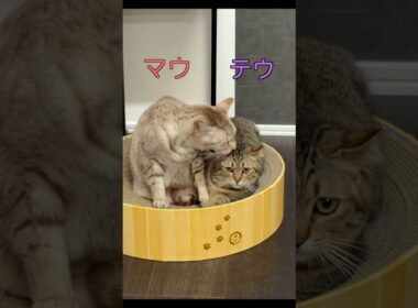 （ショート）すっごく仲良しになったマウとテウ