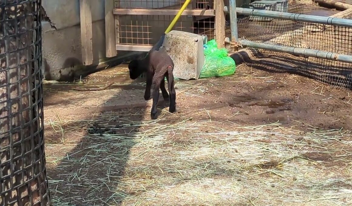 マンクスロフタンの赤ちゃん