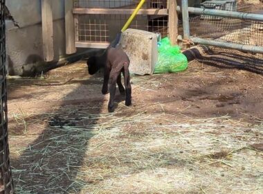 マンクスロフタンの赤ちゃん