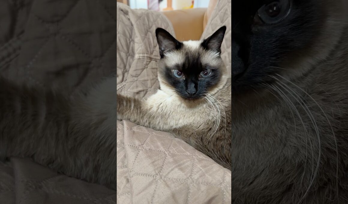 ぷいするシャム猫のふくさん【たぬき猫】 #cat #しゃむねこ #猫のいる暮らし #猫好きさんと繋がりたい #ねこ #cutecat #cat