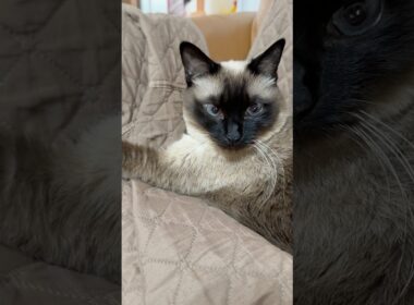 ぷいするシャム猫のふくさん【たぬき猫】 #cat #しゃむねこ #猫のいる暮らし #猫好きさんと繋がりたい #ねこ #cutecat #cat