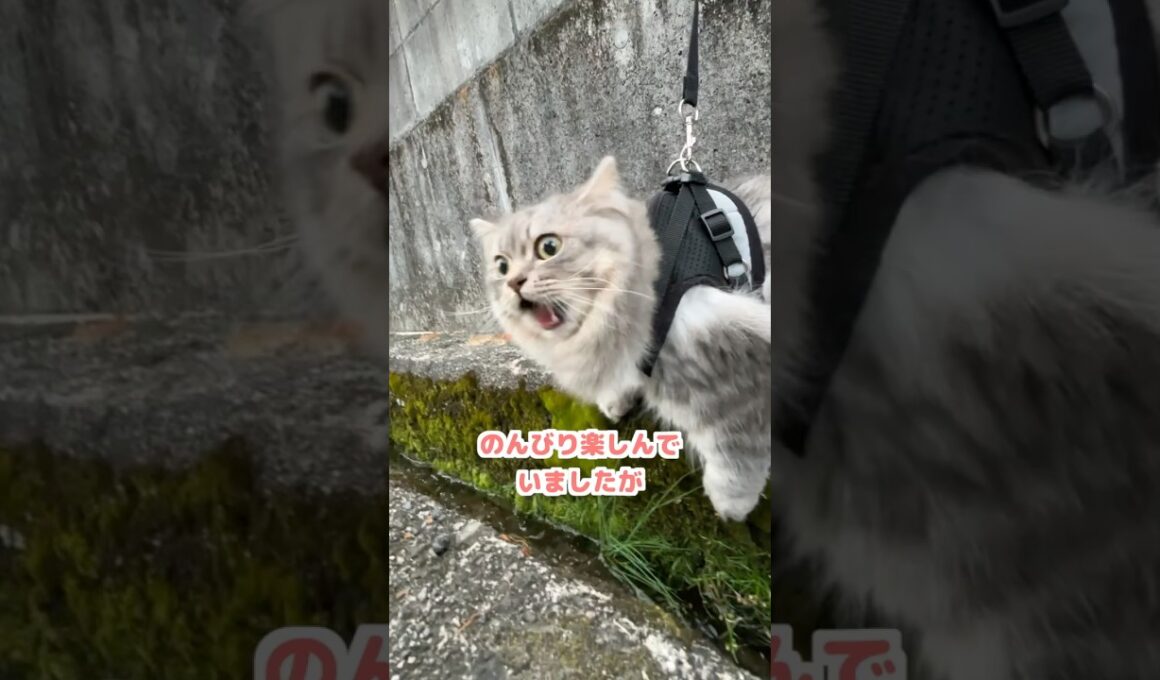 お散歩中に覚醒する短足猫w  #マンチカン #猫のいる暮らし