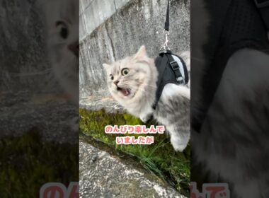 お散歩中に覚醒する短足猫w  #マンチカン #猫のいる暮らし