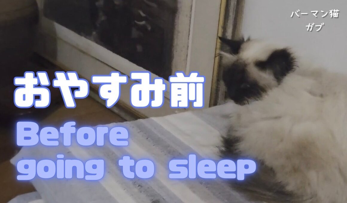 バーマン猫ウリとラフとガブ【おやすみ前】Before going to sleep（バーマン猫）Birman/Cat