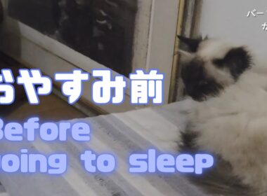 バーマン猫ウリとラフとガブ【おやすみ前】Before going to sleep（バーマン猫）Birman/Cat