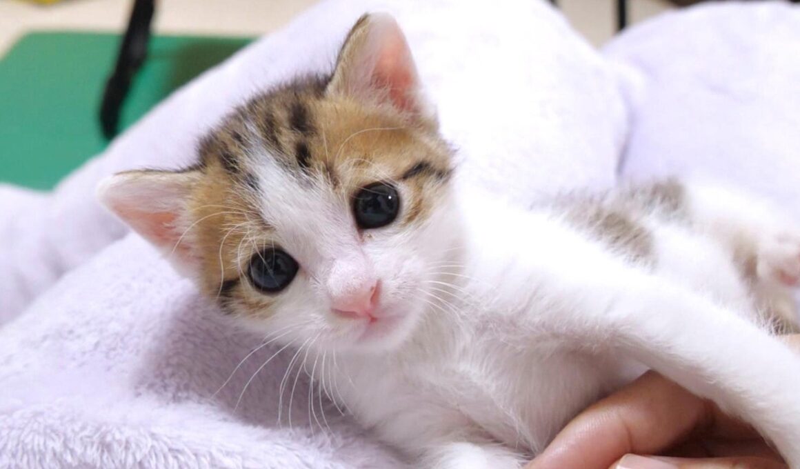 姉猫にもみくちゃにされても甘え続ける強メンタルな弟子猫【赤ちゃん猫　保護猫】