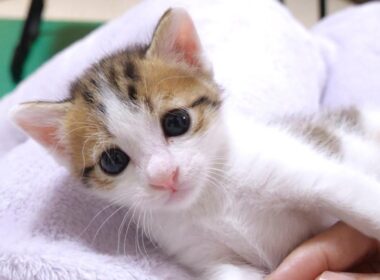 姉猫にもみくちゃにされても甘え続ける強メンタルな弟子猫【赤ちゃん猫　保護猫】