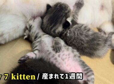 元野良ママが産んだ子猫の成長記録【生後7日目】
