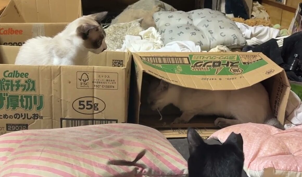 シャム猫のパンダ「ぬっこ4匹、わかるかな。難易度2かな」　ジュニア、雫、黒夢