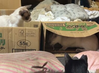 シャム猫のパンダ「ぬっこ4匹、わかるかな。難易度2かな」　ジュニア、雫、黒夢