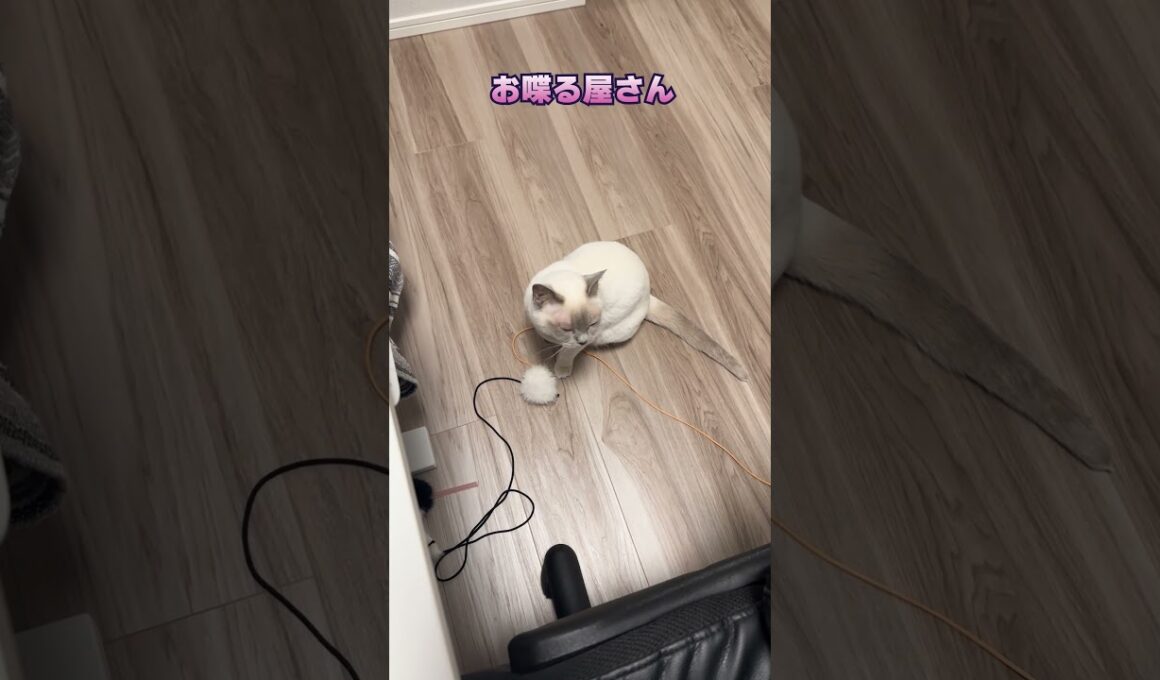 うちのチェリーちゃんはおしゃべりが好き