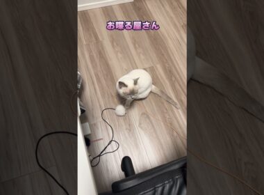 うちのチェリーちゃんはおしゃべりが好き