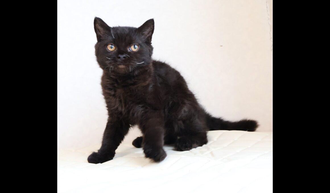 セルカークレックス子猫　Selkirk Rex　2025.12.4産まれ　　ブラック　黒猫　巻き毛　男の子　シーダキャット猫のお店