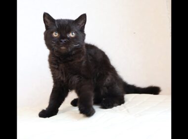 セルカークレックス子猫　Selkirk Rex　2025.12.4産まれ　　ブラック　黒猫　巻き毛　男の子　シーダキャット猫のお店