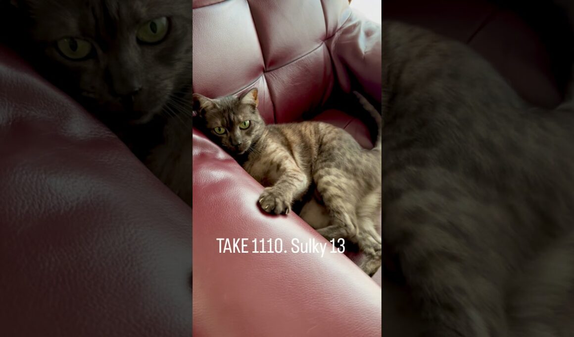 お留守番時間が長かったと不満をぶつけて来る猫😅やってはいけないと知りながらわざとやる！コラ！#egyptianmaucat #エジプシャンマウ #エジプシャンマウスモーク #shorts