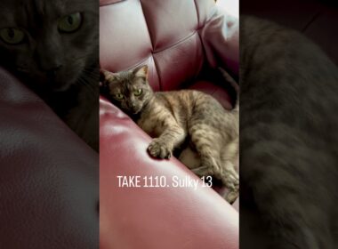 お留守番時間が長かったと不満をぶつけて来る猫😅やってはいけないと知りながらわざとやる！コラ！#egyptianmaucat #エジプシャンマウ #エジプシャンマウスモーク #shorts