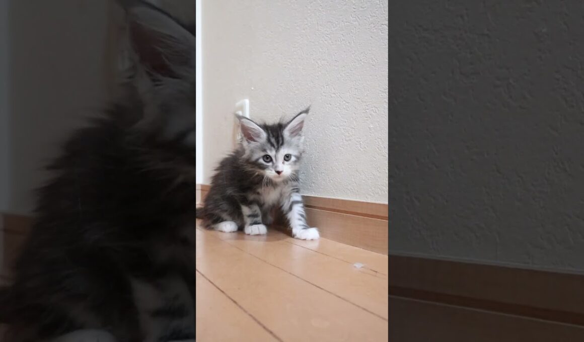 生後45日可愛いメインクーンの鈴奈ちゃん