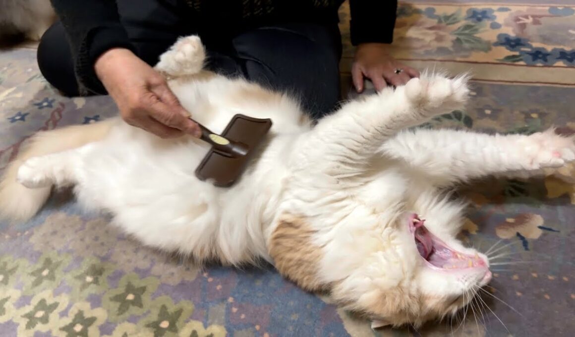 【ばあば】甘えてくるもふ猫たちにメロメロなばあばwwwノルウェージャンフォレストキャット