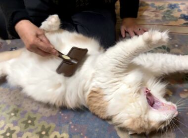 【ばあば】甘えてくるもふ猫たちにメロメロなばあばwwwノルウェージャンフォレストキャット