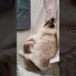 実家でお泊りの朝🔅 #shorts #猫 #ラグドール #甘えん坊猫 #もふもふ #猫のいる暮らし