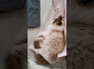 実家でお泊りの朝🔅 #shorts #猫 #ラグドール #甘えん坊猫 #もふもふ #猫のいる暮らし