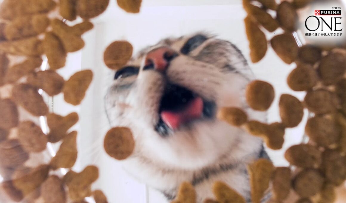 ＼たんぱく、たんぱく♪／猫ちゃんが夢中のヒミツ！ピュリナ ワン 高たんぱくシリーズ新登場