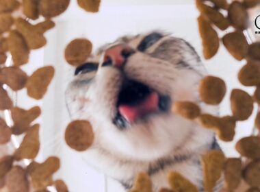 ＼たんぱく、たんぱく♪／猫ちゃんが夢中のヒミツ！ピュリナ ワン 高たんぱくシリーズ新登場