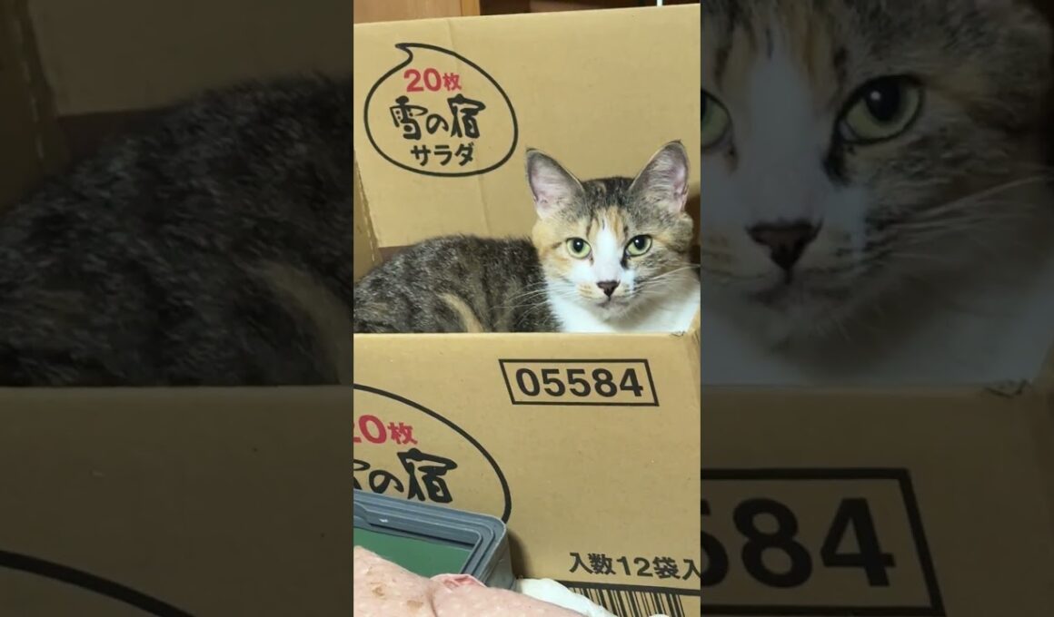 シャム猫のパンダ。キャットタワーから、三脚にいる妹の雫に、ちょっかいを出したら