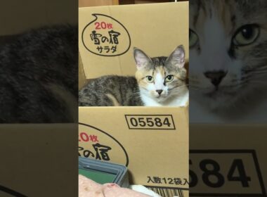 シャム猫のパンダ。キャットタワーから、三脚にいる妹の雫に、ちょっかいを出したら