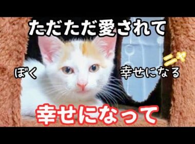【子猫保護・里親決定　プー編　後編】輸血猫にならなくていい！　ただの家猫として幸せになって欲しい！　そんな願いを叶えてくれる里親さんに出会いました。