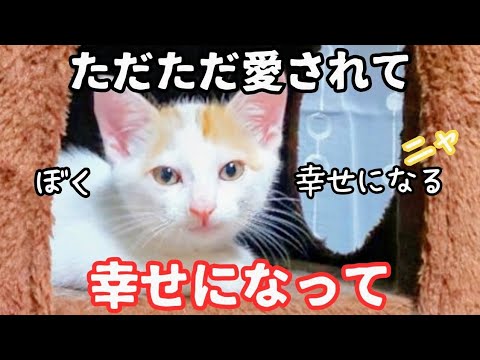 【子猫保護・里親決定　プー編　後編】輸血猫にならなくていい！　ただの家猫として幸せになって欲しい！　そんな願いを叶えてくれる里親さんに出会いました。