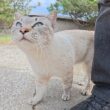 独占欲が強すぎるシャム猫が足にスリスリして甘えてきた