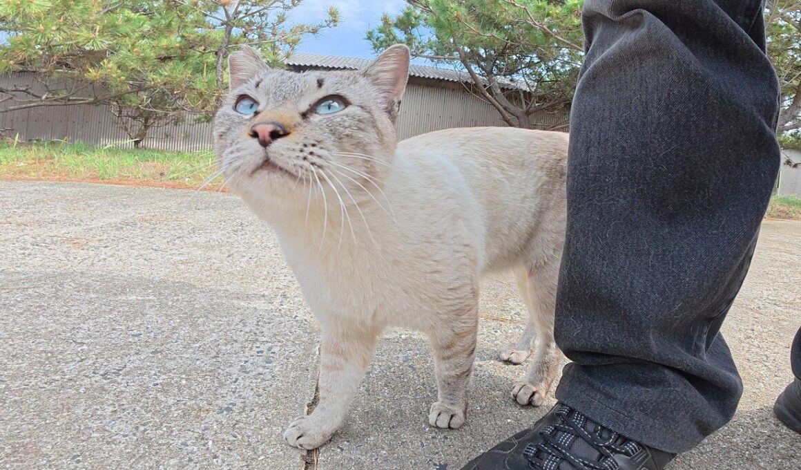 独占欲が強すぎるシャム猫が足にスリスリして甘えてきた