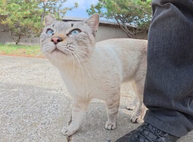独占欲が強すぎるシャム猫が足にスリスリして甘えてきた