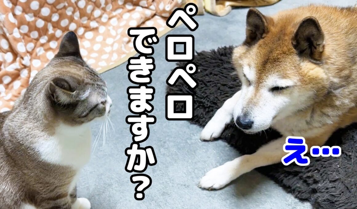 突然飛び掛かったり「んー」と鳴いたりな姫猫の気持ちがわかる兄猫は男前すぎます