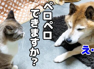 突然飛び掛かったり「んー」と鳴いたりな姫猫の気持ちがわかる兄猫は男前すぎます