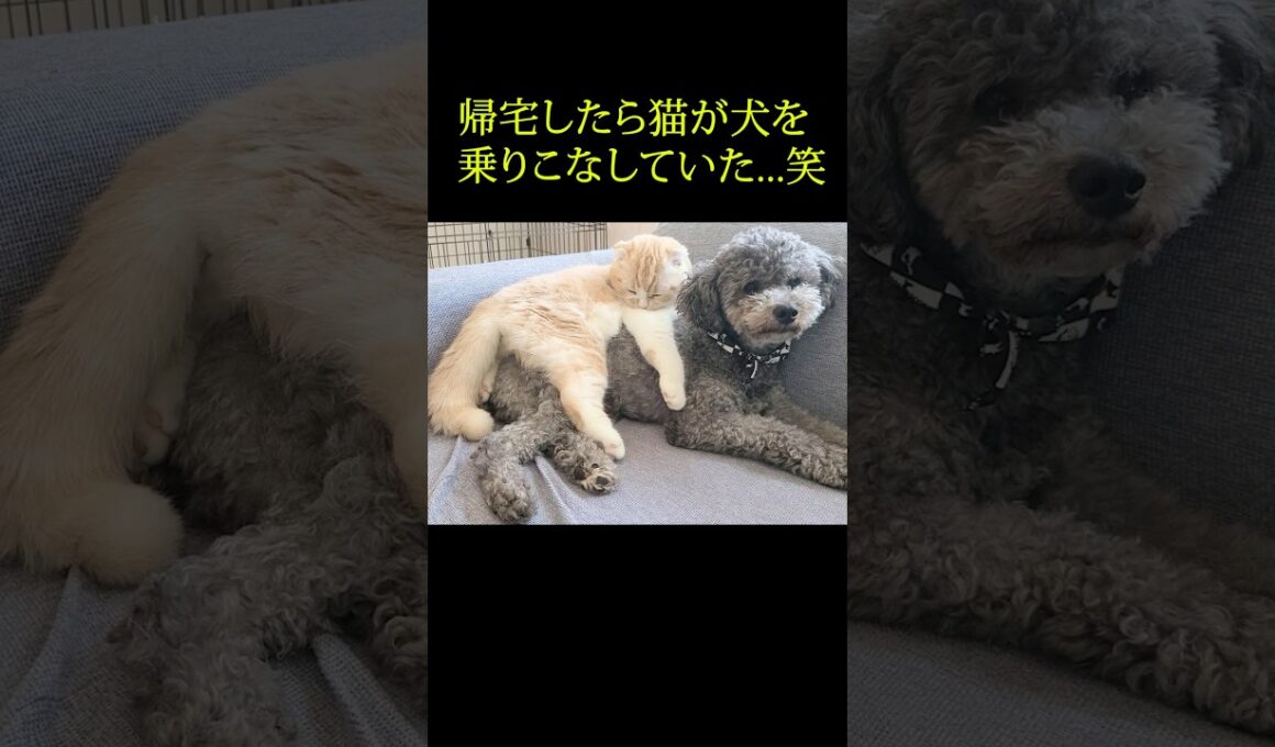 帰宅したら子猫が犬を乗りこなしていた...笑#shorts